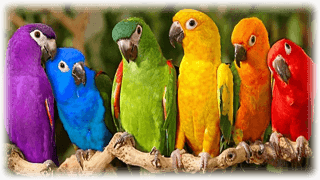 Papegojor hos Arken Zoo i Nacka