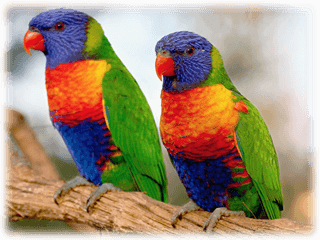 Papegojor hos Flens Djur och Foder i Flen
