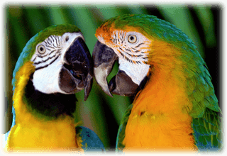 Papegojor i Tibro