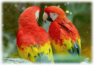 Papegojor hos Arken Zoo i Kungens Kurva
