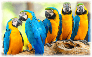 Papegojor hos Dino Zoo i Arlandastad