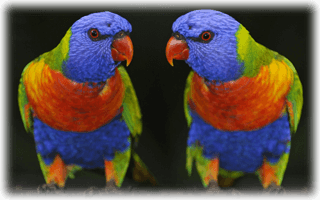 Papegojor hos Sofo´r Pets i Farsta